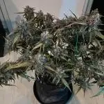 Fast Buds Strain Mix Auto