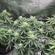 GTA VI Quarantäne Grow
