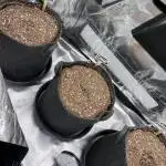 Fast Buds Strain Mix Auto