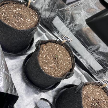 Fast Buds Strain Mix Auto