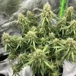 Fast Buds Strain Mix Auto