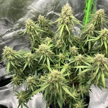Fast Buds Strain Mix Auto