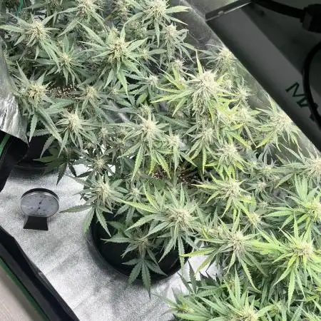 Fast Buds Strain Mix Auto