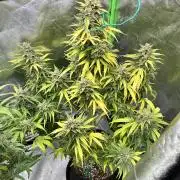 [GER] FastBuds x Original Sensible Seeds