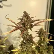 [GER] FastBuds x Original Sensible Seeds