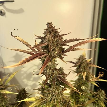 [GER] FastBuds x Original Sensible Seeds