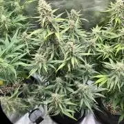 [GER] FastBuds x Original Sensible Seeds