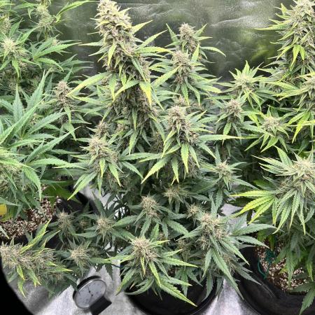 [GER] FastBuds x Original Sensible Seeds