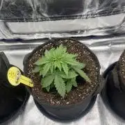 GTA VI Quarantäne Grow