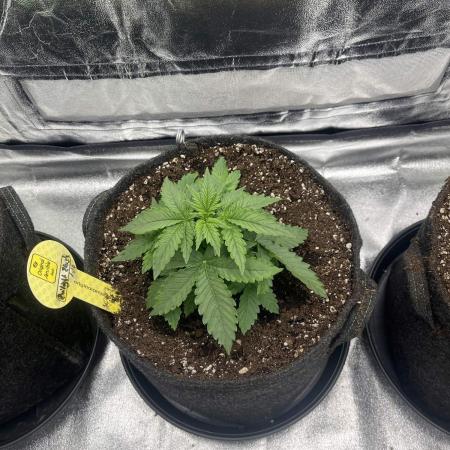 GTA VI Quarantäne Grow