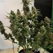 [GER] FastBuds x Original Sensible Seeds