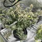 Fast Buds Strain Mix Auto