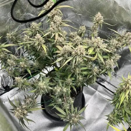 Fast Buds Strain Mix Auto