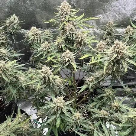 Fast Buds Strain Mix Auto