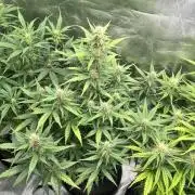 [GER] FastBuds x Original Sensible Seeds