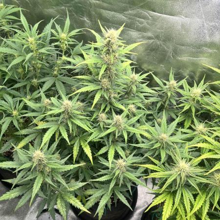 [GER] FastBuds x Original Sensible Seeds