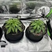 Fast Buds Mix  - Die vergessenen Strains