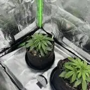 Fast Buds Mix  - Die vergessenen Strains