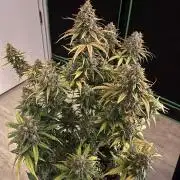 GTA VI Quarantäne Grow