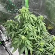 GTA VI Quarantäne Grow