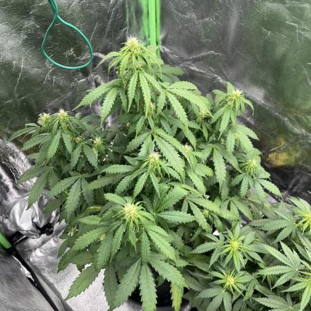 GTA VI Quarantäne Grow