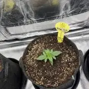 GTA VI Quarantäne Grow