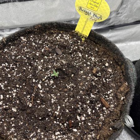 GTA VI Quarantäne Grow