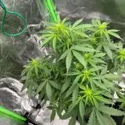 GTA VI Quarantäne Grow