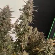 Fast Buds Mix - Die vergessenen Strains