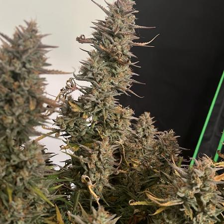 Fast Buds Mix  - Die vergessenen Strains