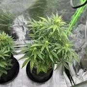 [GER] FastBuds x Original Sensible Seeds