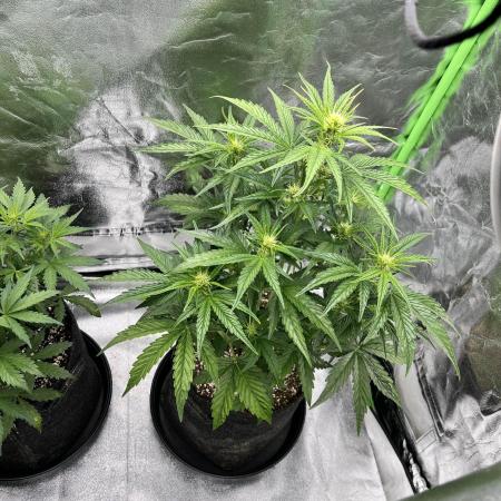 [GER] FastBuds x Original Sensible Seeds