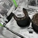 [GER] FastBuds x Original Sensible Seeds