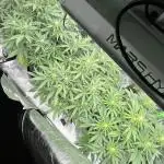 Fast Buds Strain Mix Auto