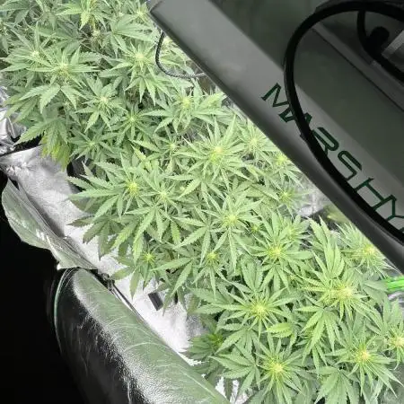 Fast Buds Strain Mix Auto