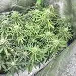 Fast Buds Strain Mix Auto