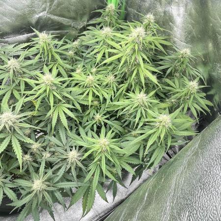Fast Buds Strain Mix Auto