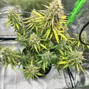 Fast Buds Mix - Die vergessenen Strains