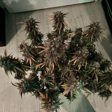 Fast Buds Strain Mix Auto