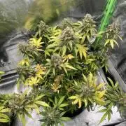 GTA VI Quarantäne Grow
