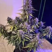 Fast Buds Mix - Die vergessenen Strains