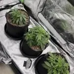 Fast Buds Strain Mix Auto