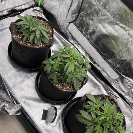 Fast Buds Strain Mix Auto