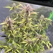 [GER] FastBuds x Original Sensible Seeds