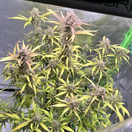 [GER] FastBuds x Original Sensible Seeds