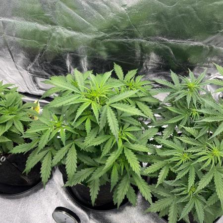 GTA VI Quarantäne Grow