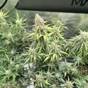 [GER] FastBuds x Original Sensible Seeds