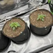 [GER] FastBuds x Original Sensible Seeds