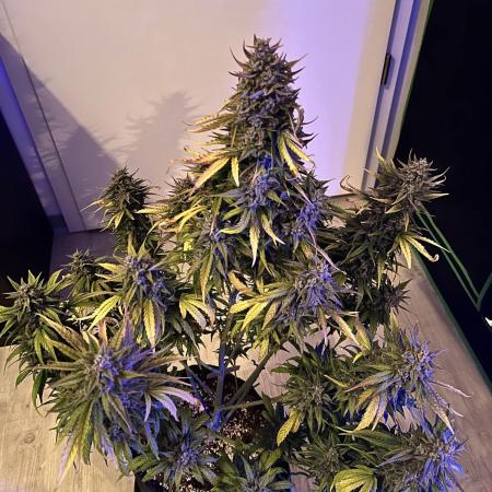 [GER] FastBuds x Original Sensible Seeds