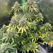GTA VI Quarantäne Grow